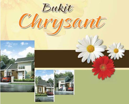 chrysant, citra indah